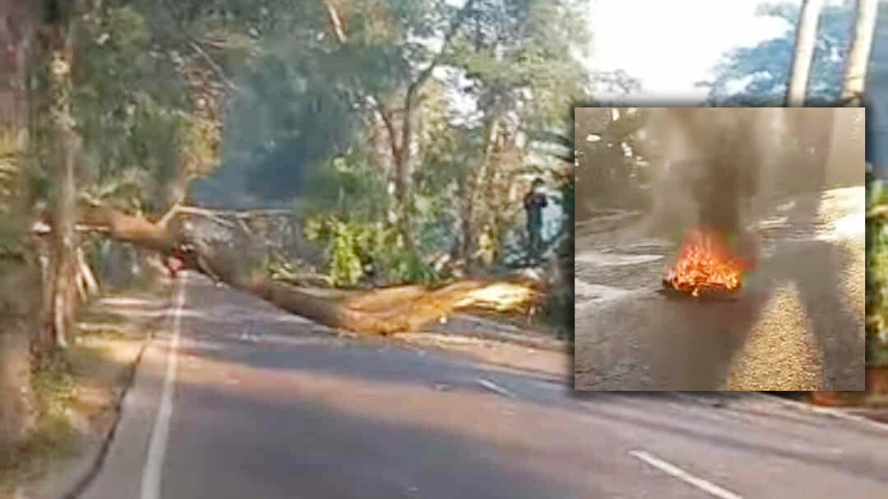 ঢাকা-বরিশাল মহাসড়কে গাছ ফেলে অবরোধ, যানচলাচল বন্ধ